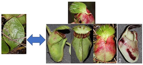フクロユキノシタの普通葉と補虫葉